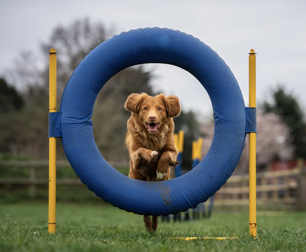 Dog jumping through an agility hoop