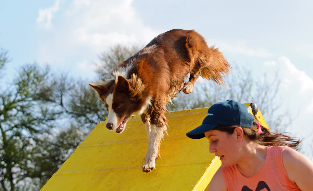 Dog on an agility ramp