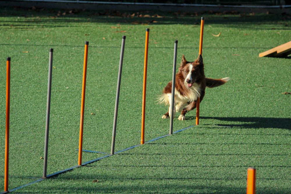 Dog running agility weave poles