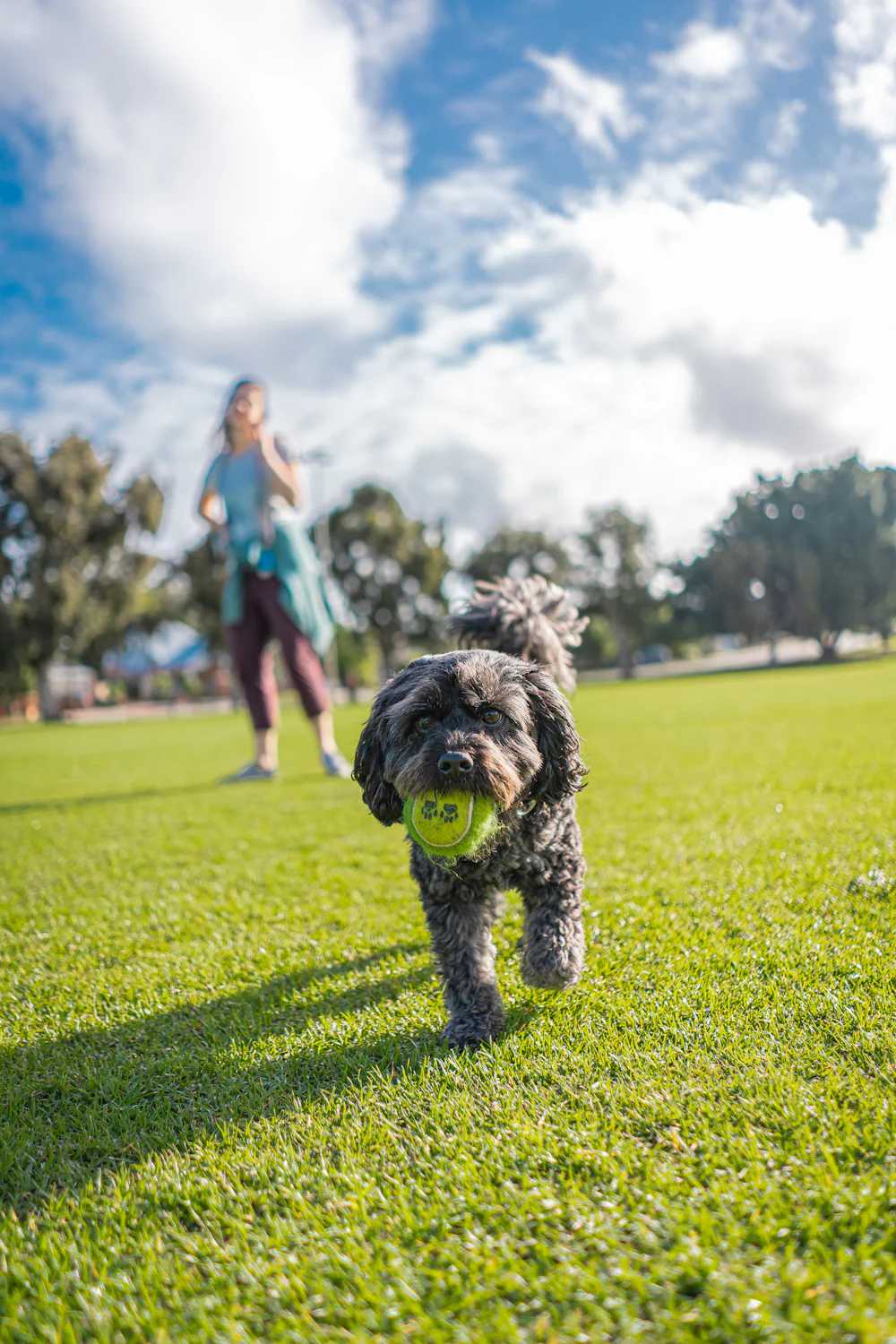 Dog running with a ball