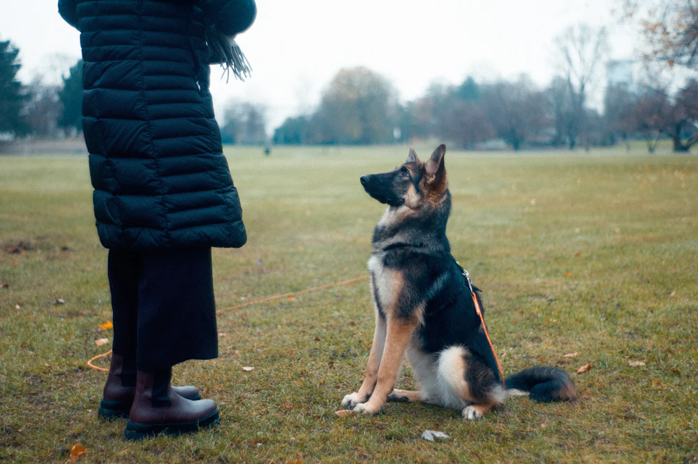 Dog sitting beside its owner