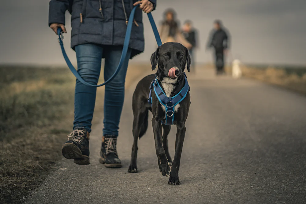Dog on a lead