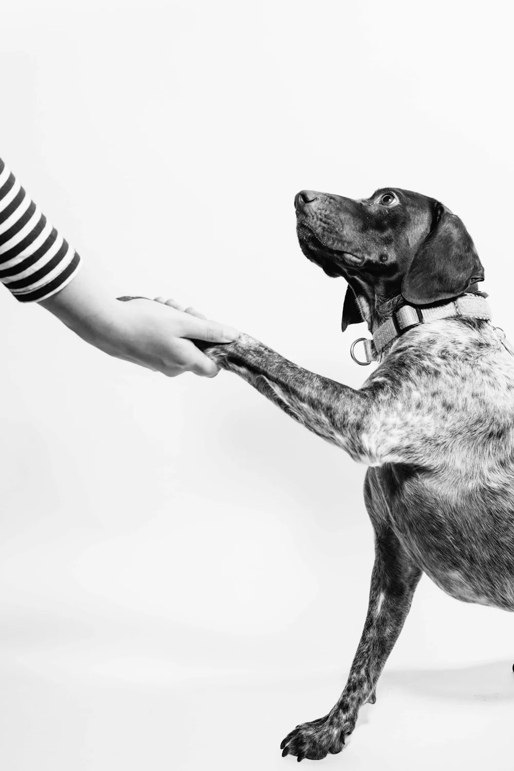 Dog giving its paw