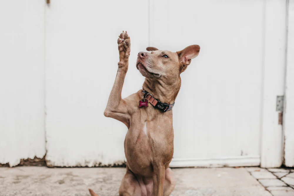 Dog sitting up on command