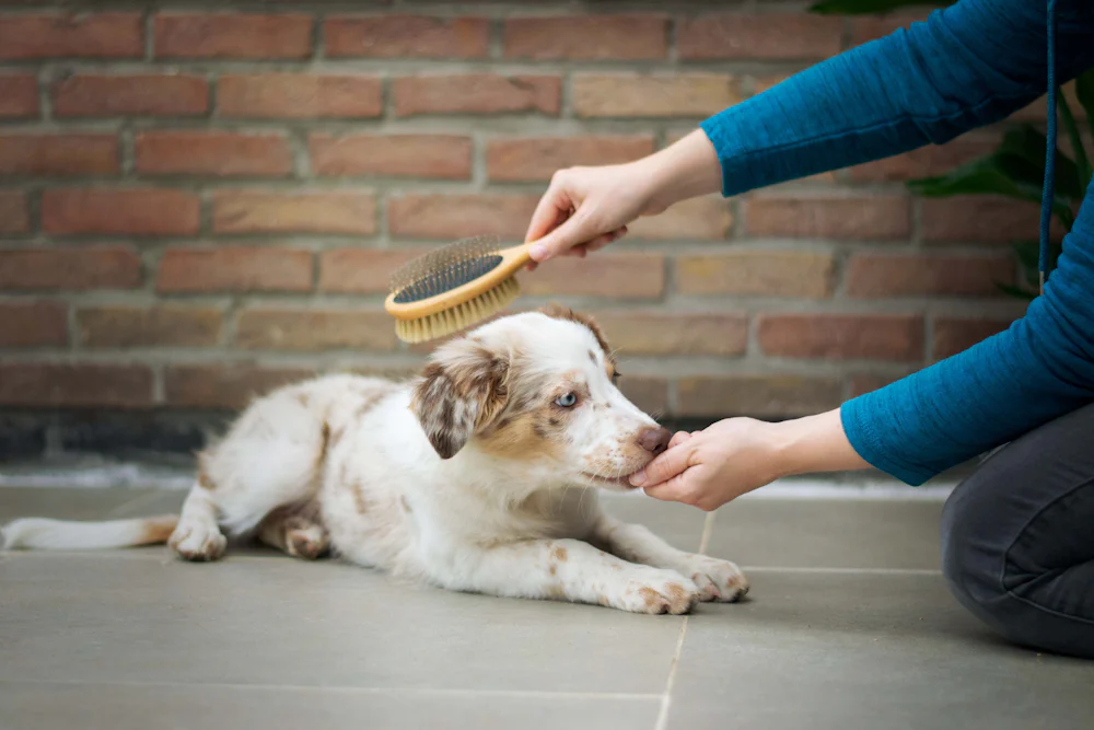 Puppy being trained with a treat