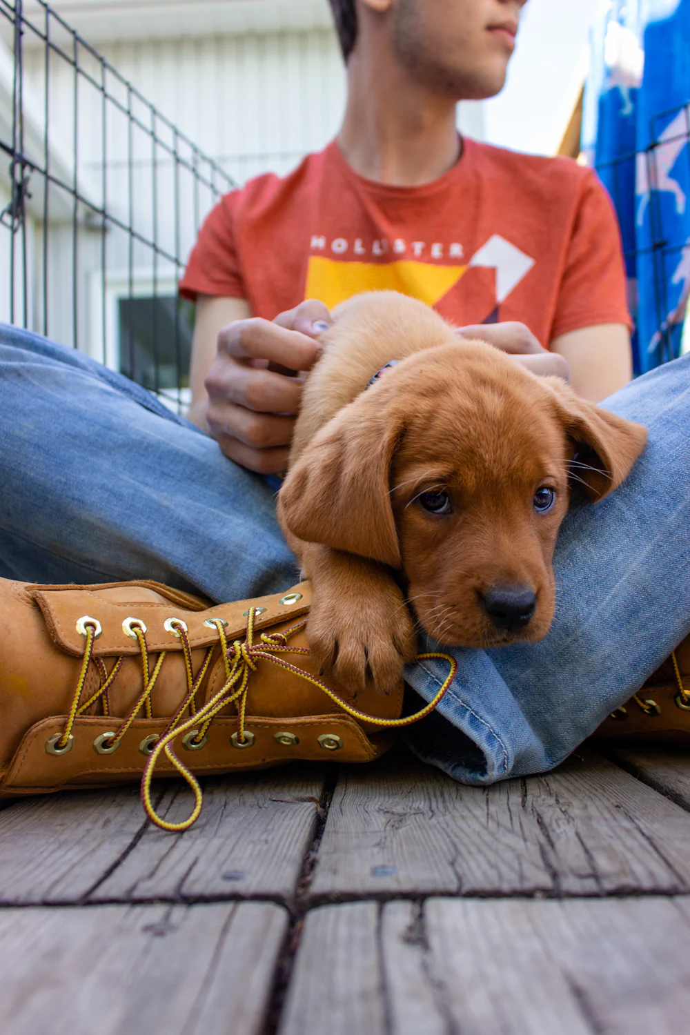 Puppy