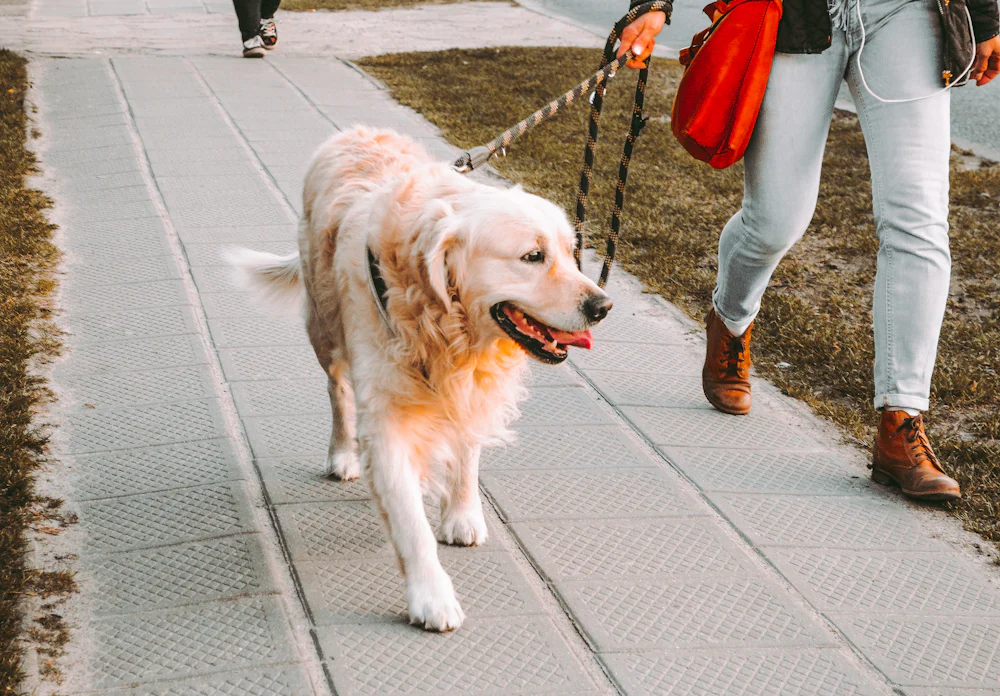 Golden retriever on a walk