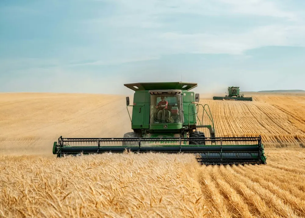 Two combines harvesting a wheat field