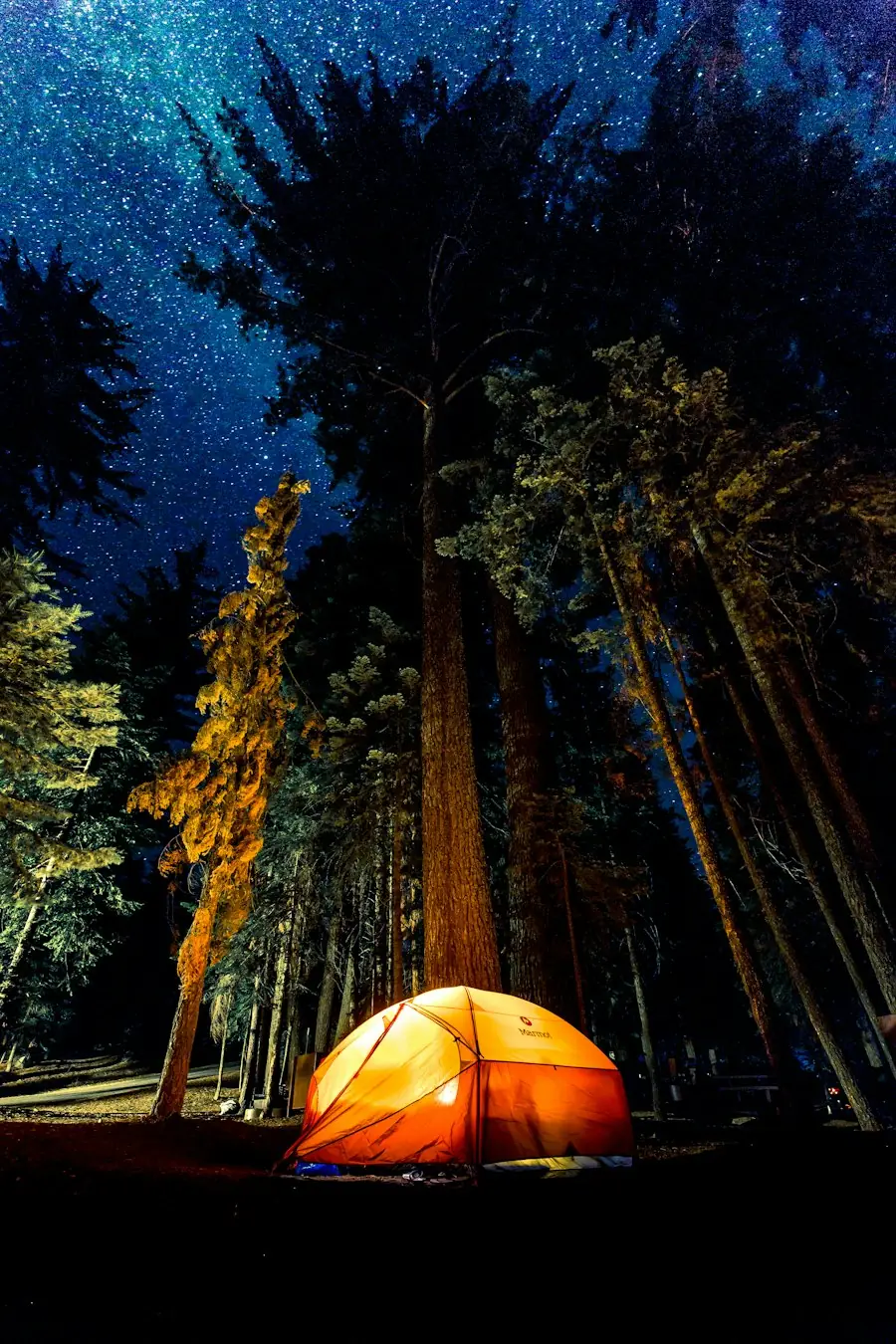 Forest campsite at night