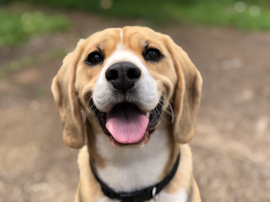 Happy beagle