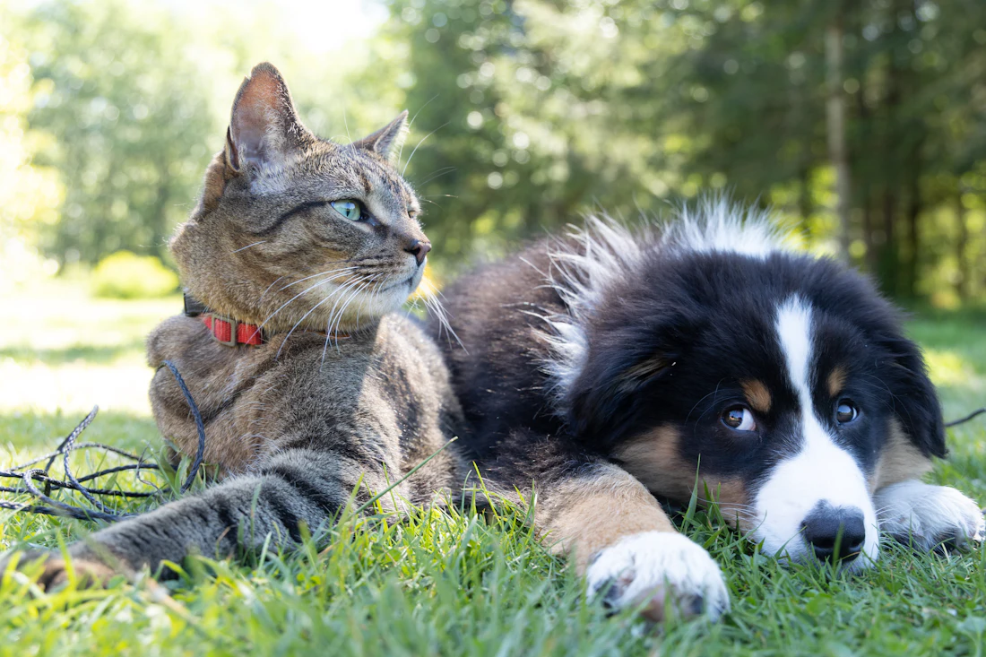 Cat and dog resting together