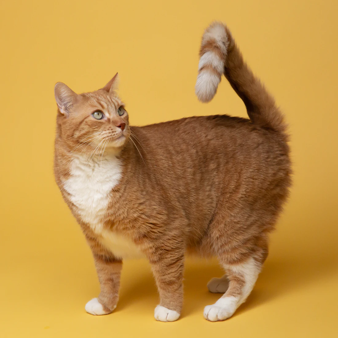 Ginger cat