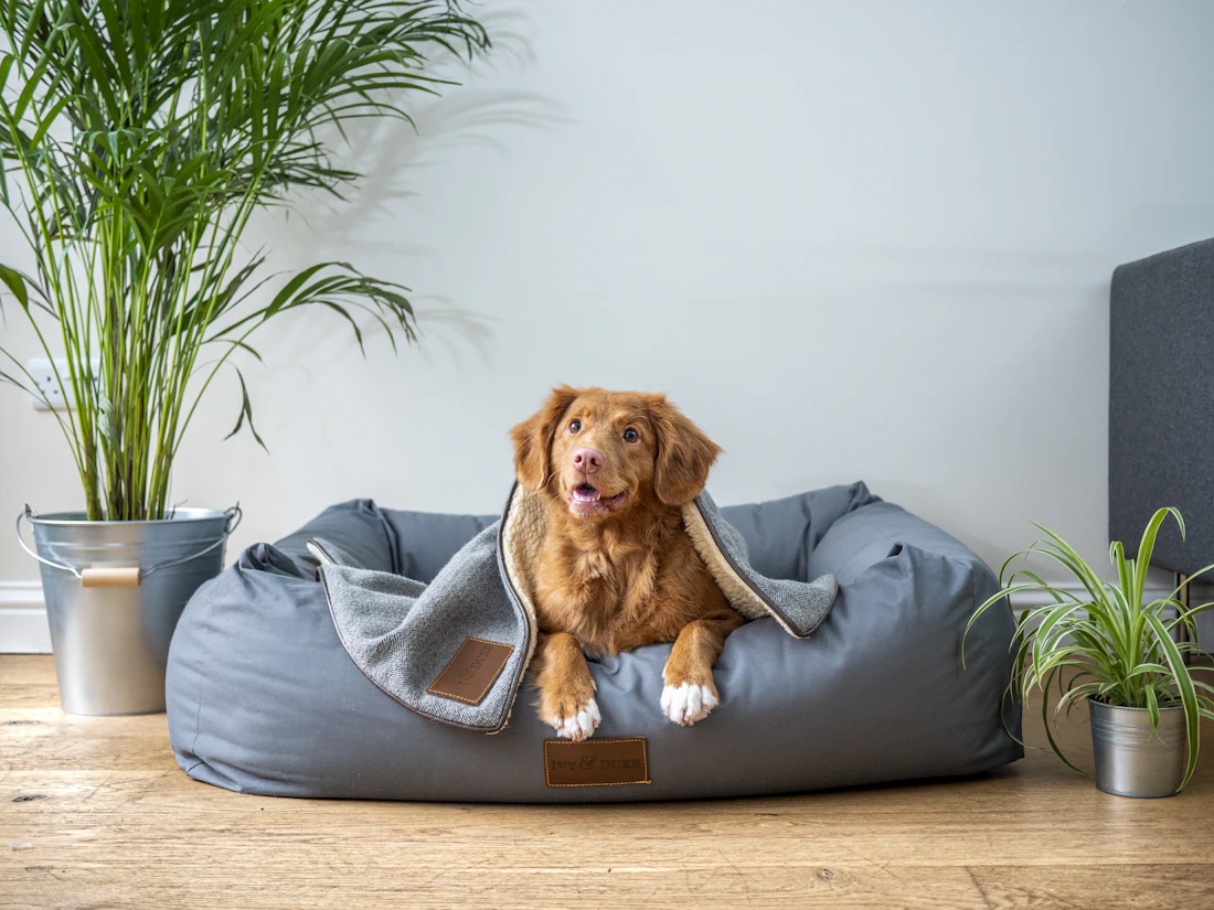 Golden retriever puppy
