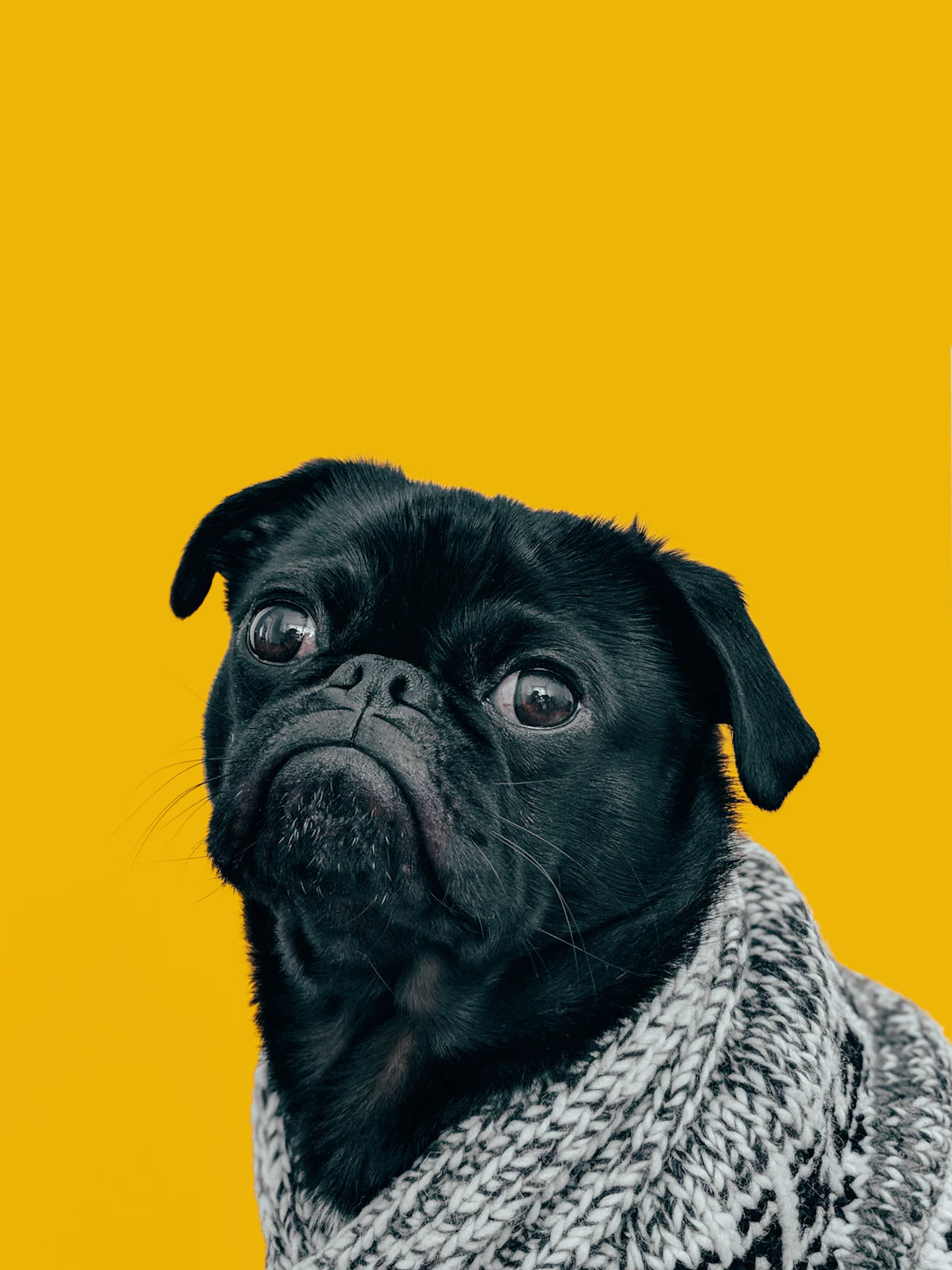Pug looking at the camera