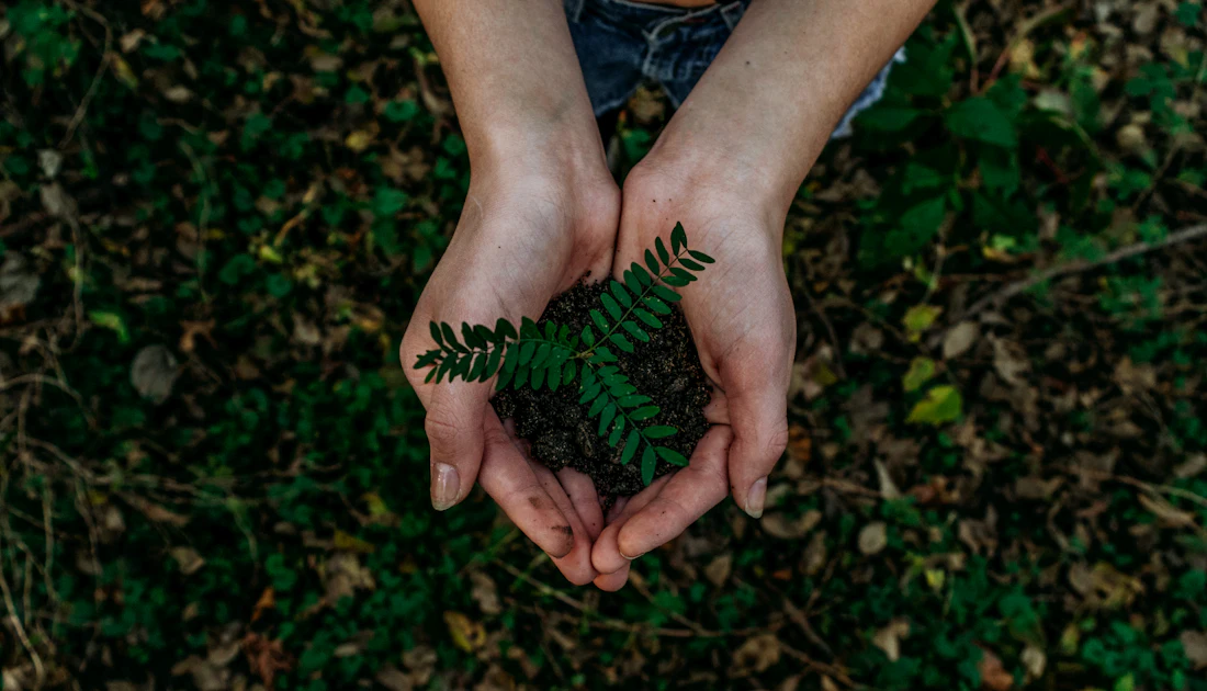Hands holding a young plant